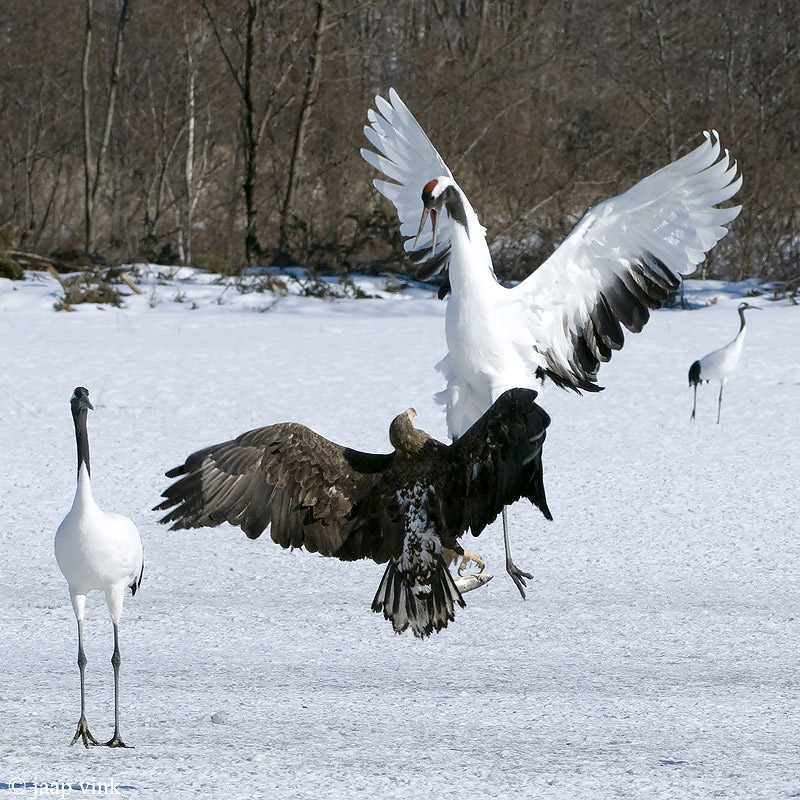 Red-crowned Crane - Japanse Kraanvogel - Grus japonensis