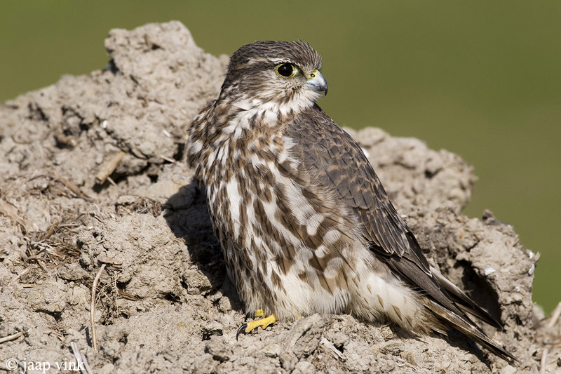 Merlin - Smelleken - Falco columbarius