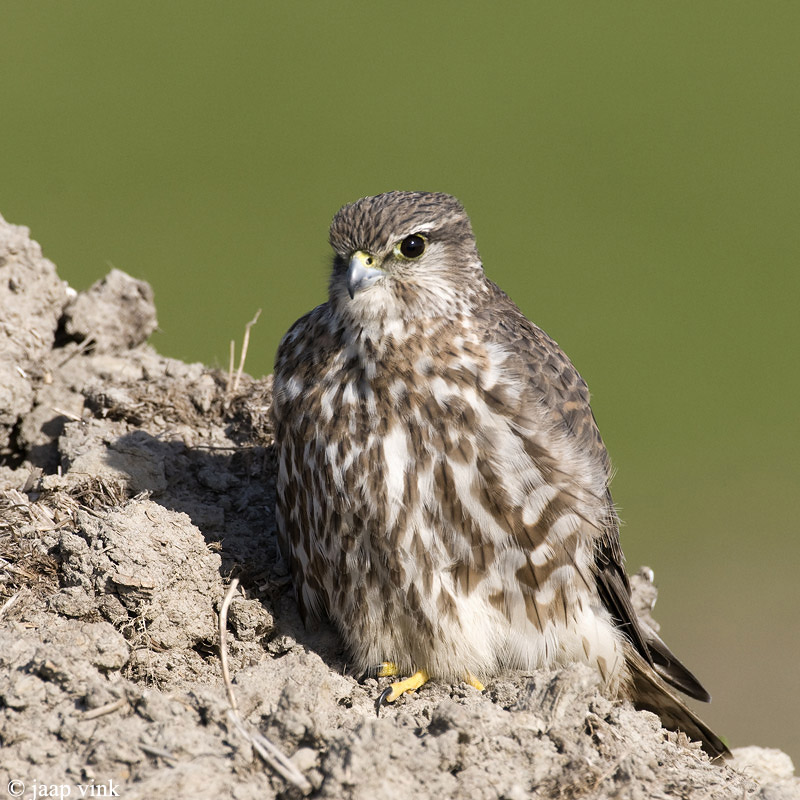 Merlin - Smelleken - Falco columbarius