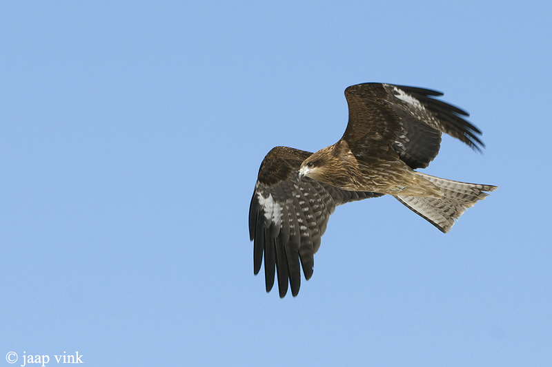 Milvus lineatus - Oostelijke Zwarte Wouw - Black-eared Kite