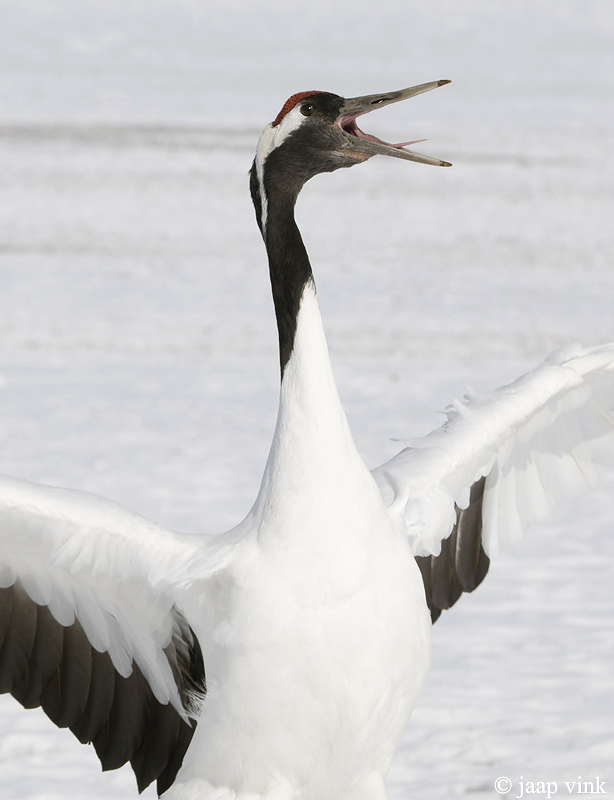 Red-crowned Crane - Japanse Kraanvogel - Grus japonensis