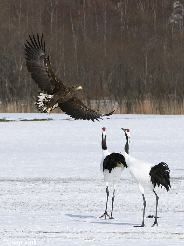 Red-crowned Crane - Japanse Kraanvogel - Grus japonensis