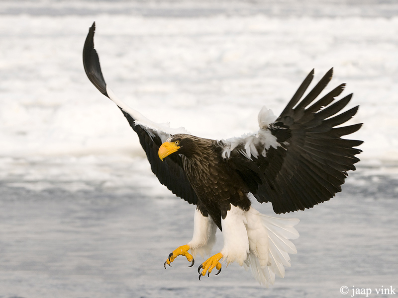 Stellers Sea-Eagle - Stellers Zeearend - Haliaeetus pelagicus