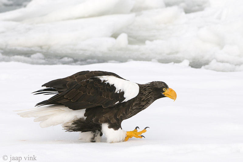 Stellers Sea-Eagle - Stellers Zeearend - Haliaeetus pelagicus