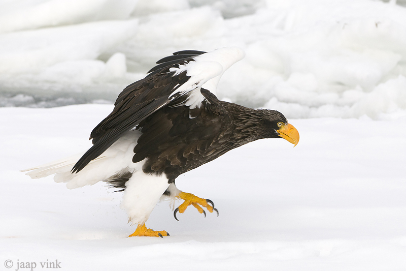 Stellers Sea-Eagle - Stellers Zeearend - Haliaeetus pelagicus