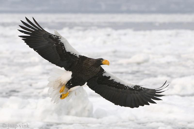 Stellers Sea-Eagle - Stellers Zeearend - Haliaeetus pelagicus
