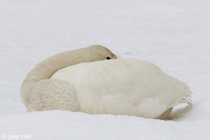 Whooper Swan - Wilde Zwaan -  Cygnus cygnus