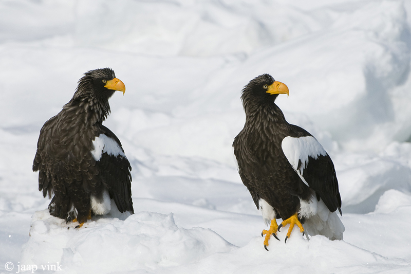 Stellers Sea-Eagle - Stellers Zeearend - Haliaeetus pelagicus