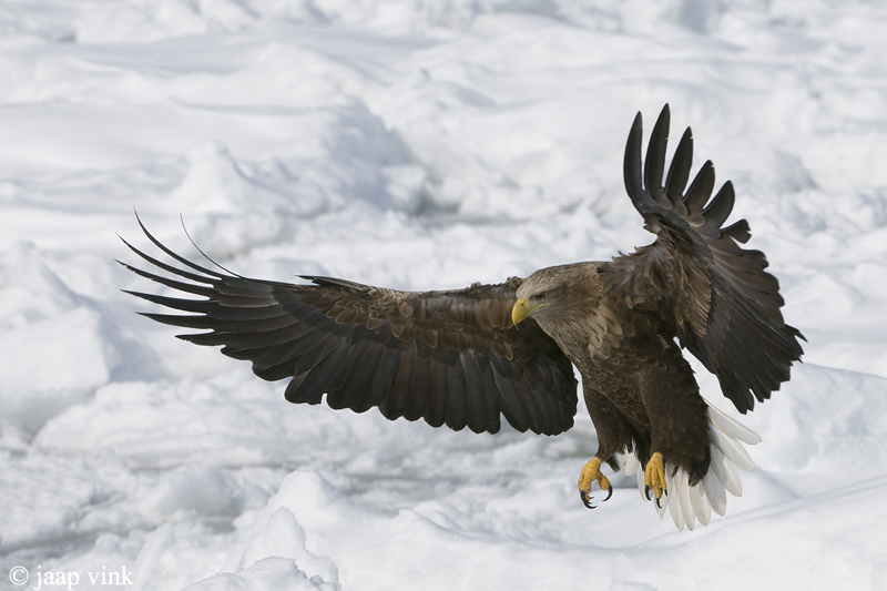 White-tailed Eagle - Zeearend - Haliaeetus albicilla