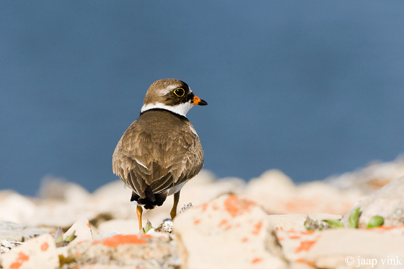 Semipalmated Plover - Amerikaanse Bontbekplevier - Charadrius semipalmatus