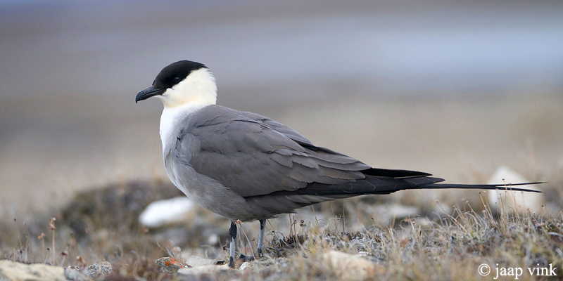 Long-tailed Skua - Kleinste Jager - Stercorarius longicaudus