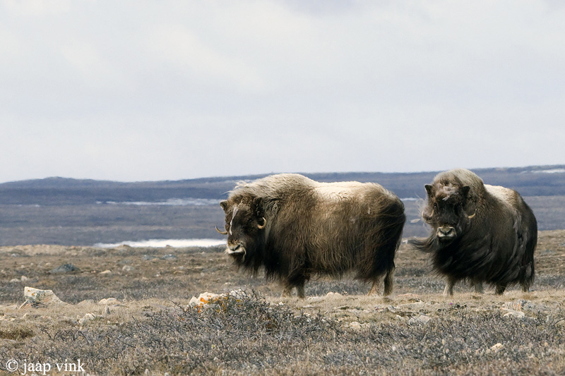 Muskox - Muskusos - Ovibos moschatus