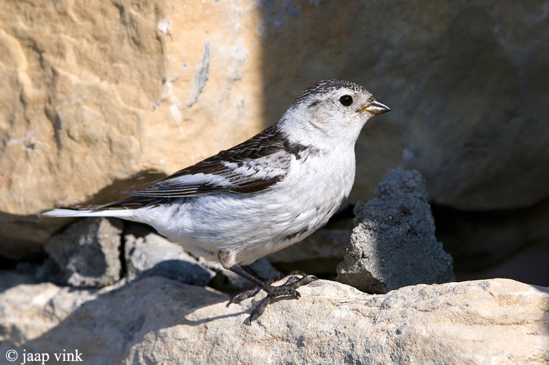 Snow Bunting - Sneeuwgors - Plectrophenax nivalis