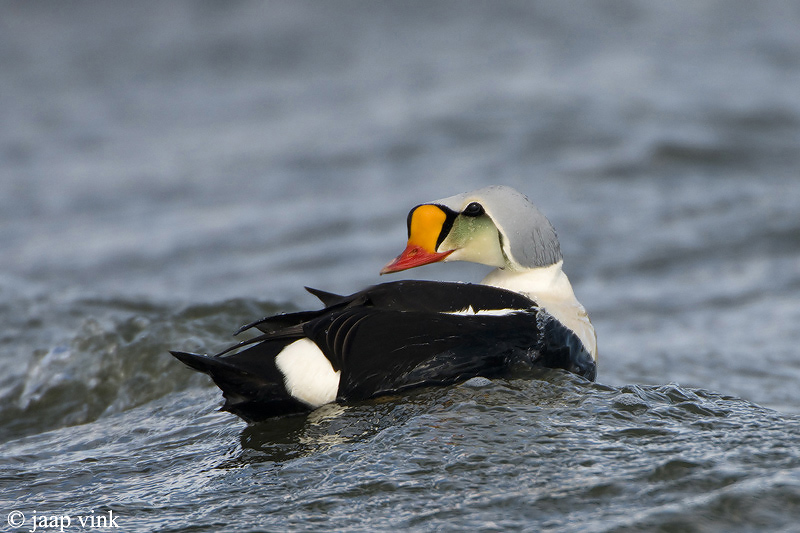 King Eider - Koningseider - Somateria spectabilis