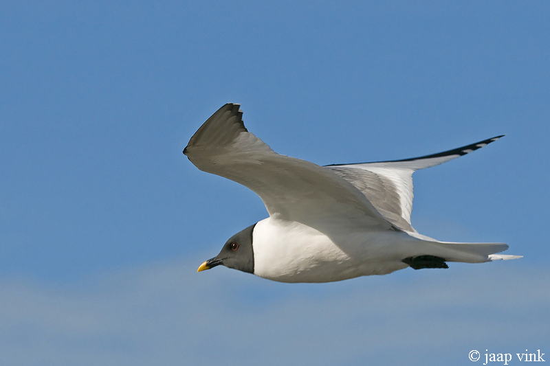 Sabines Gull - Vorkstaartmeeuw - Larus sabini