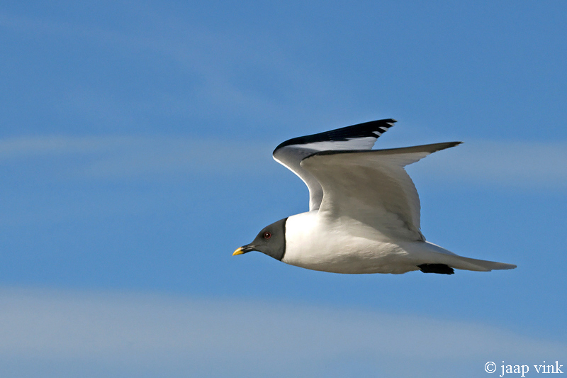 Sabines Gull - Vorkstaartmeeuw - Larus sabini