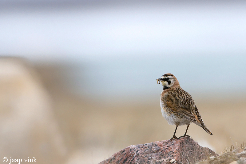 Horned Lark - Strandleeuwerik - Eremophila alpestris