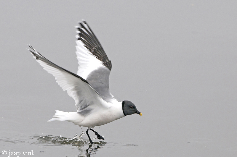 Sabines Gull - Vorkstaartmeeuw - Larus sabini