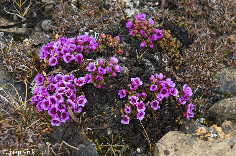 Purple Saxifraga - Zuiltjessteenbreek - Saxifraga oppositifolia