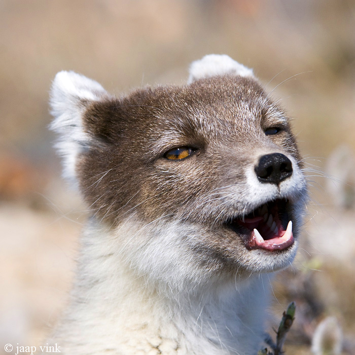 Arctic Fox - Poolvos - Alopex lagopus