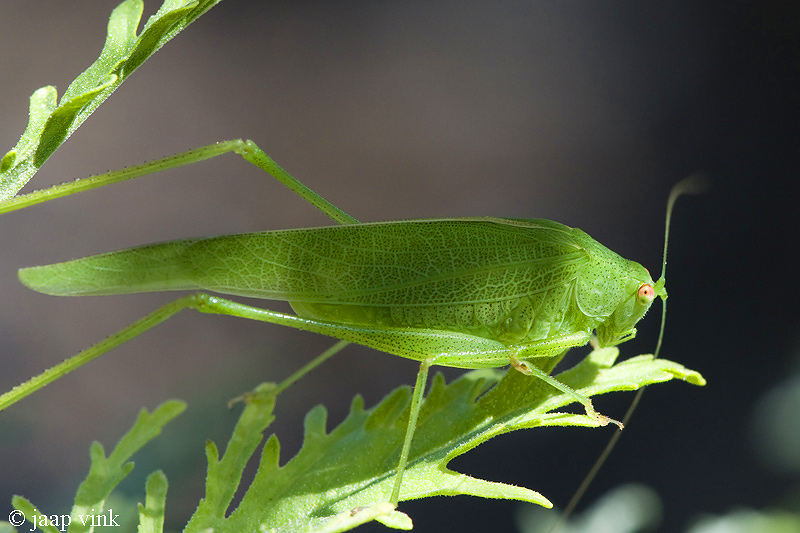 Mediterranean Katydid - Zuidelijke Sikkelsprinkhaan - Phaneroptera nana