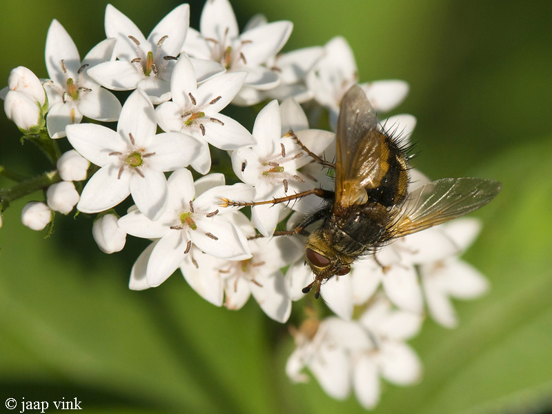 Tachinid Fly - Sluipvlieg - Tachina fera/magnicornis