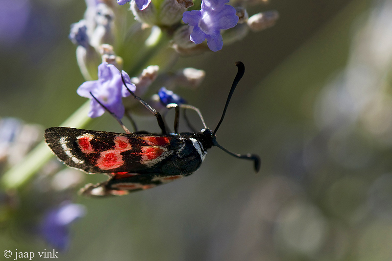 Provence Burnet Moth - Zygaena occitanica