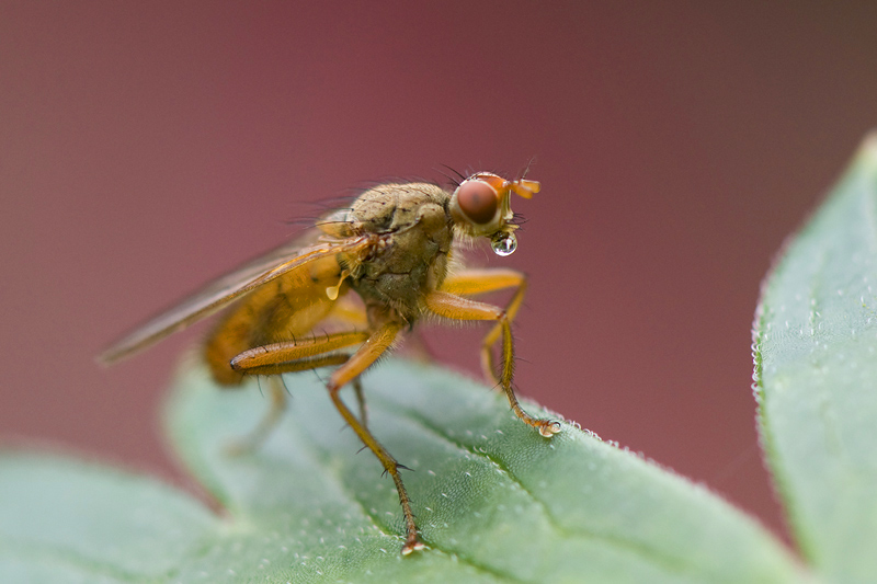 Dung Fly spec - Strontvlieg spec - Scathophaga spec