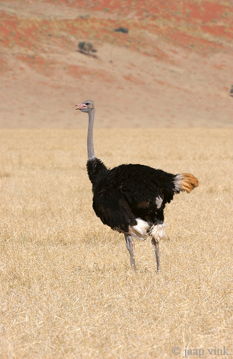 Common Ostrich - Struisvogel - Struthio camelus