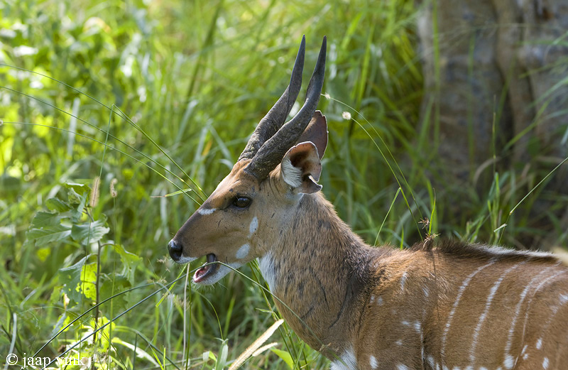 Bushbuck - Bosbok - Tragelaphus scriptus