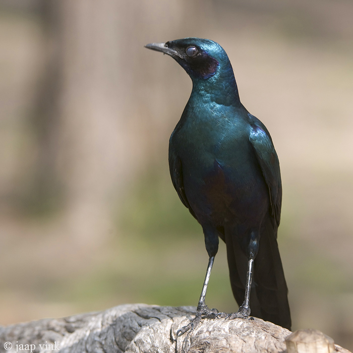 Burchells Glossy Starling - Grote Glansspreeuw - Lamprotornis australis