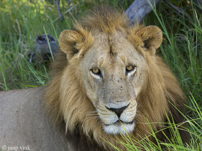 Lion - Leeuw - Panthera Leo