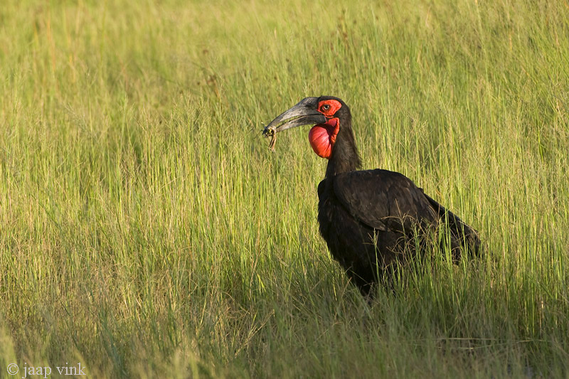 Southern Ground-Hornbill - Zuidelijke Hoornraaf - Bucorvus leadbeateri