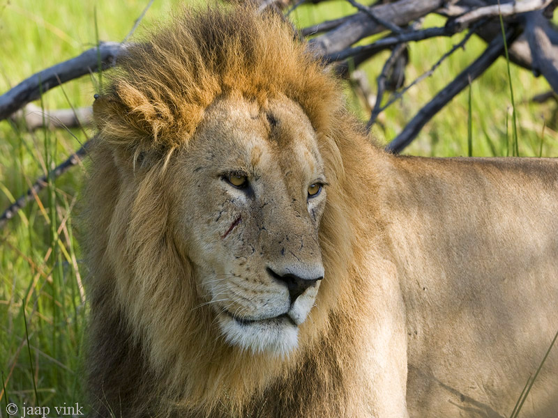 Lion - Leeuw - Panthera Leo