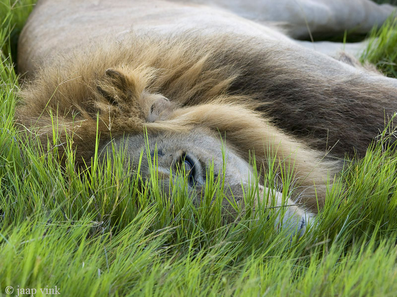 Lion - Leeuw - Panthera Leo