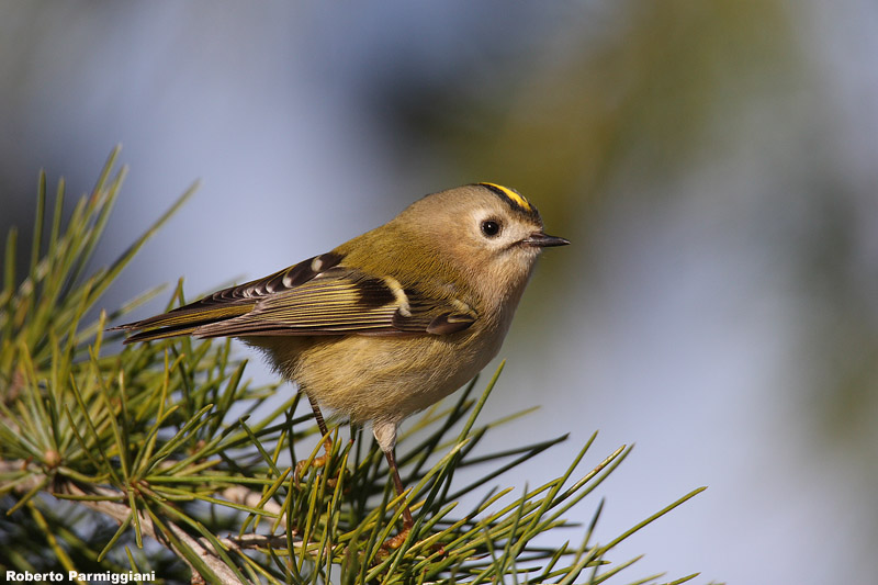 Regulus regulus (goldcrest-regolo)