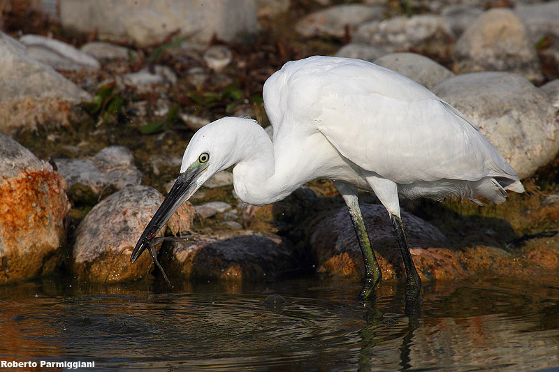 Egretta garzetta (little egret-garzetta)