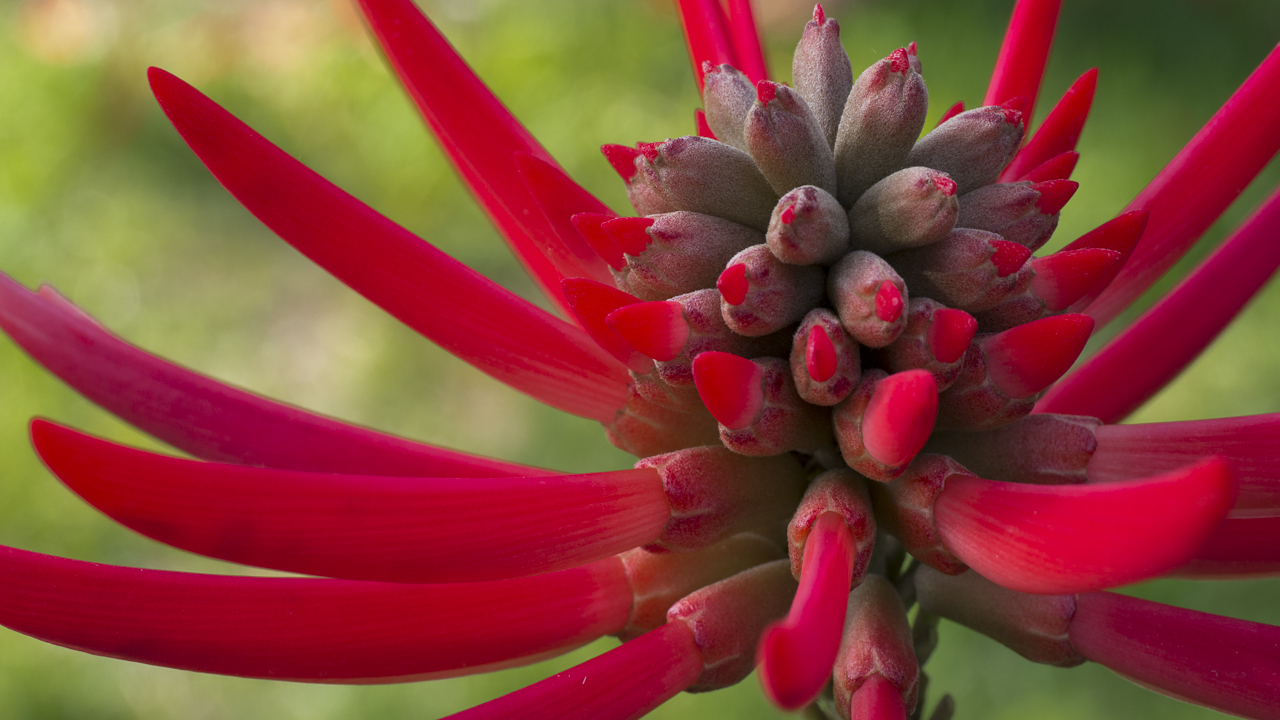 Flower of a Coral Tree (Erythrina speciosa) #1