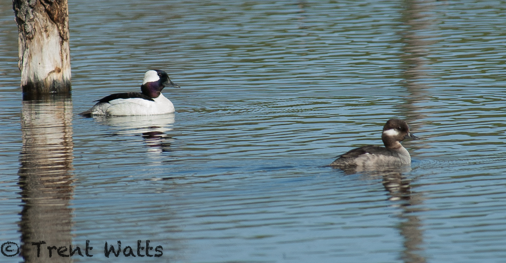 Bufflehead Ducks, Male and Female