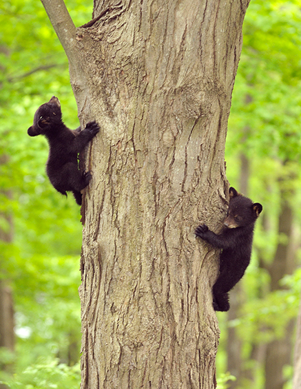 Black Bear Cubs in Spring 