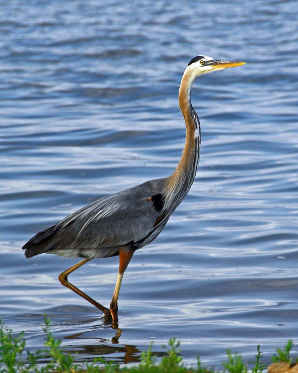 2010-06-Topic-BlueHeron