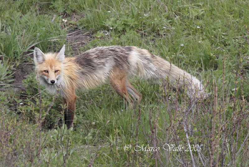 Red Fox