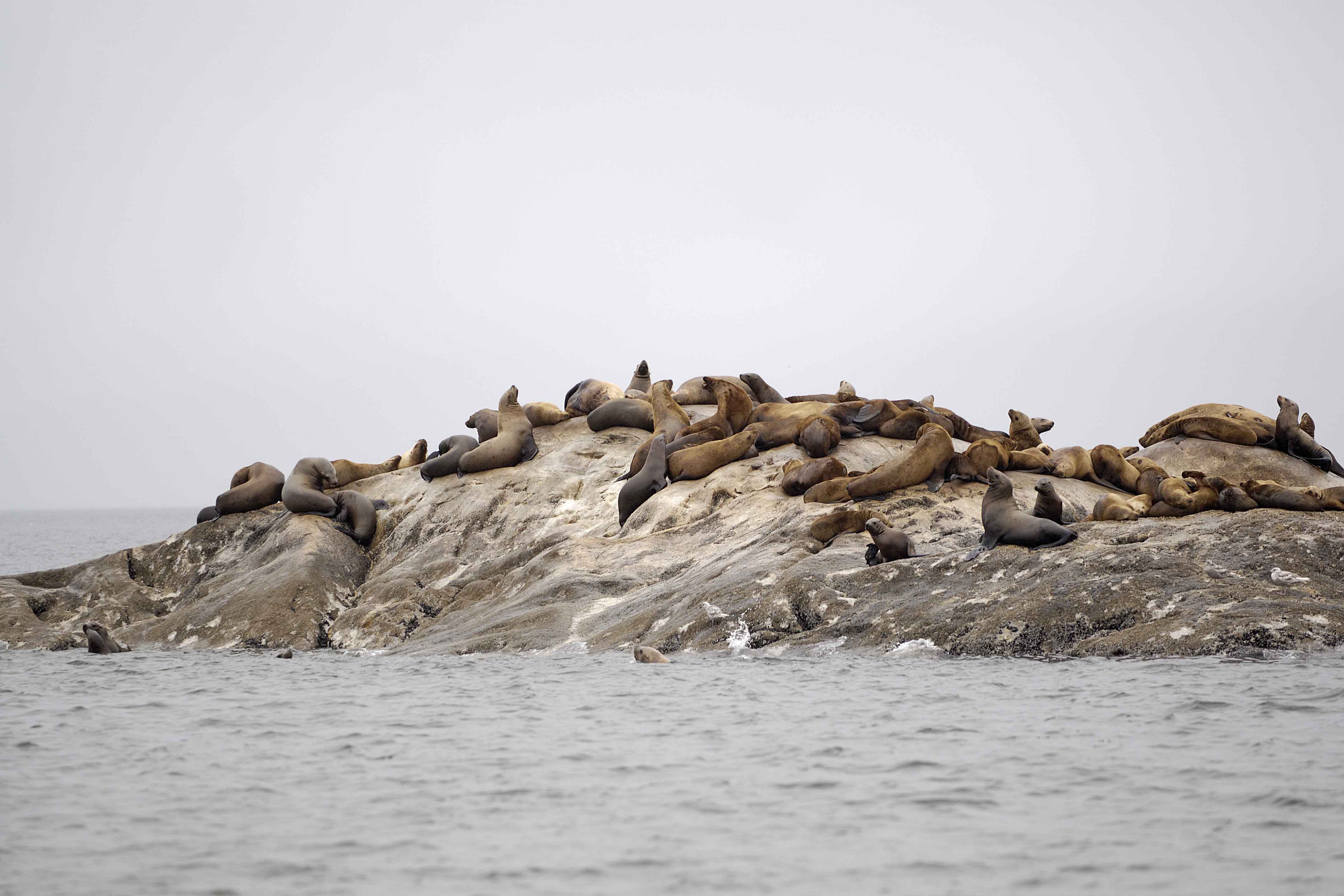 Sea Lion, Stellar-070510-S Marble Island, Glacier Bay NP, AK-#0428.jpg