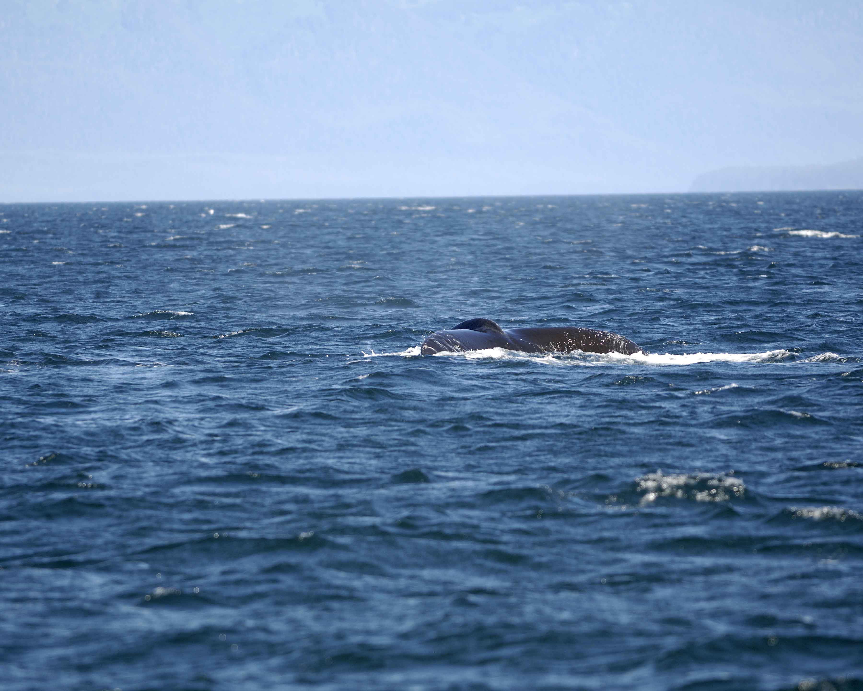 Whale, Humpback-070810-Icy Strait, AK-#0844.jpg