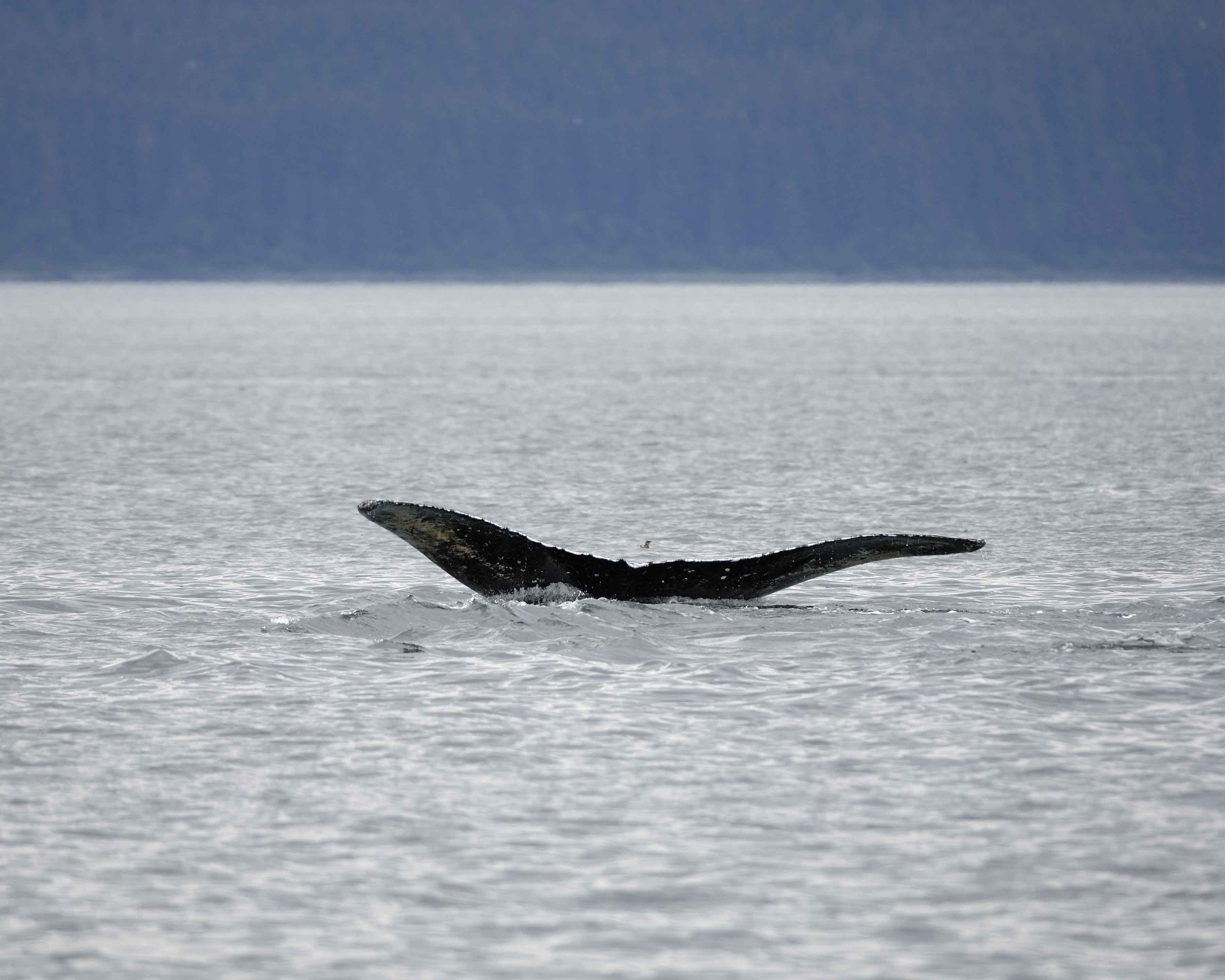 Whale, Humpback-070910-Icy Strait, AK-#0187.jpg