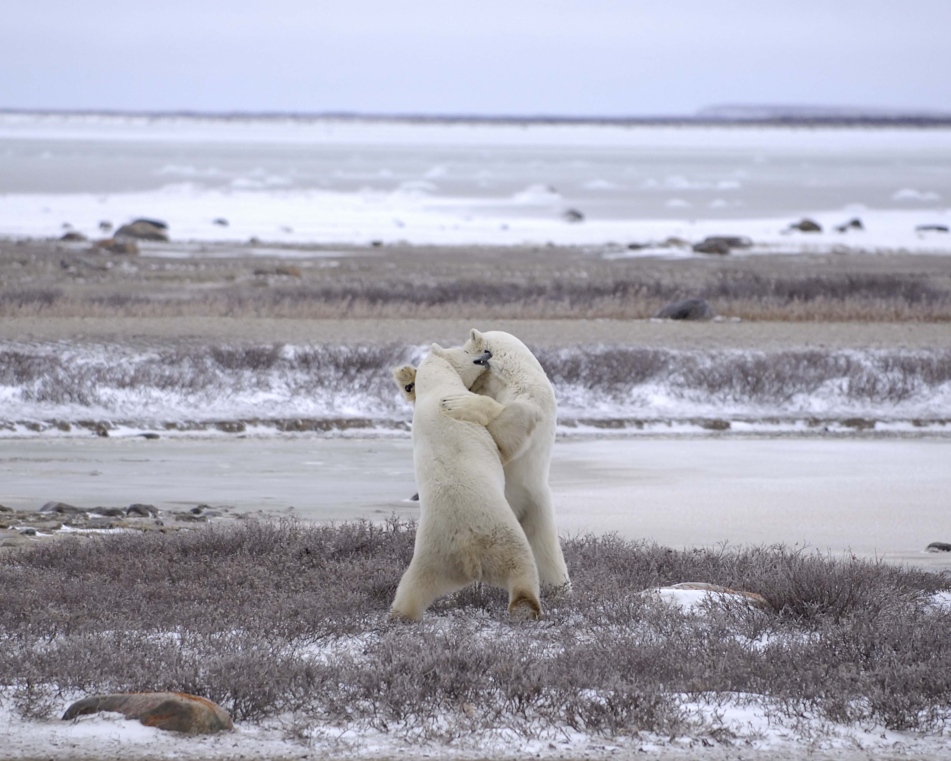 Bear, Polar, 2 sparring-110307-Churchill Wildlife Mgmt Area, Manitoba, Canada-#0058.jpg