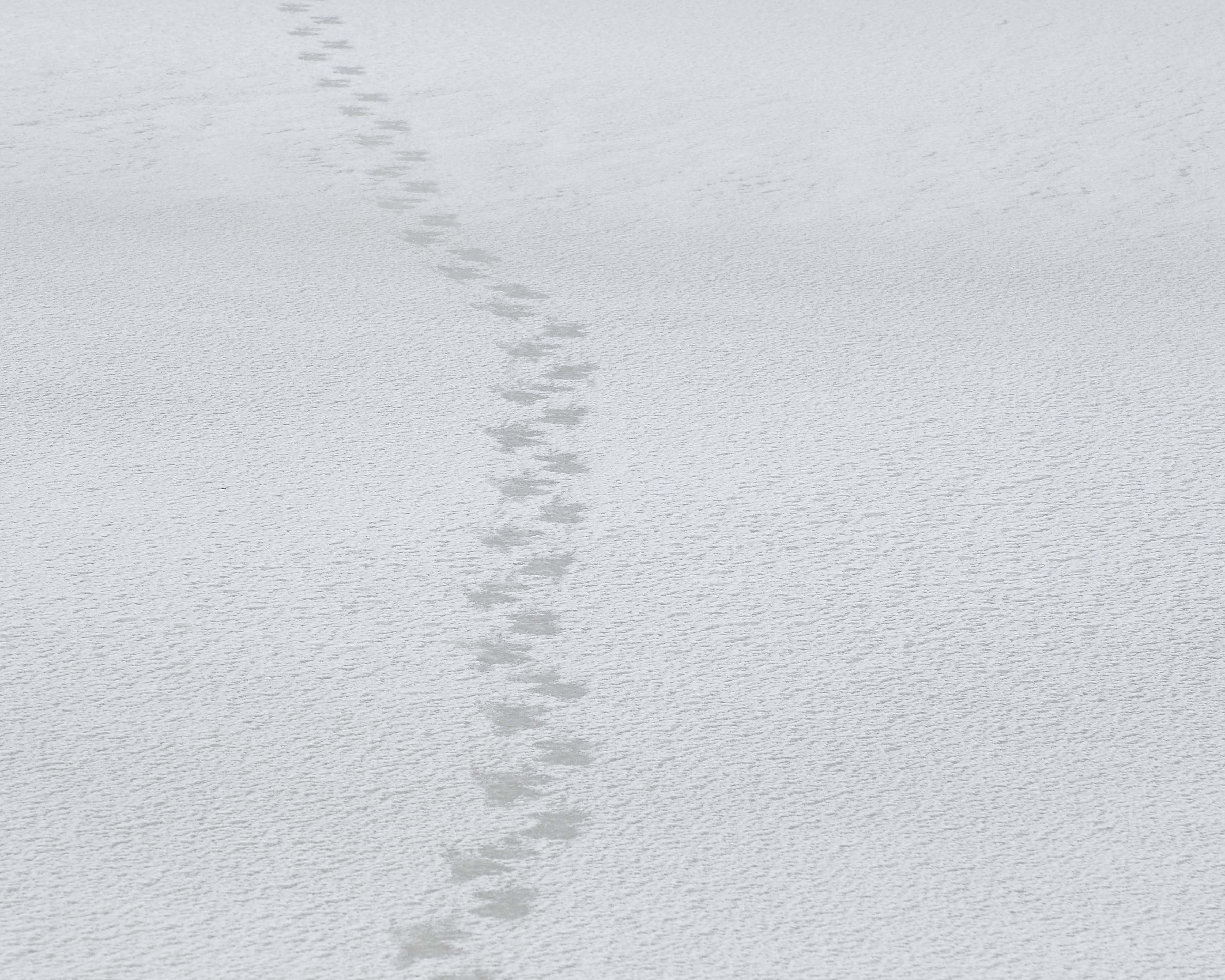 Bear, Polar, Prints in Snow-110507-Churchill Wildlife Mgmt Area, Manitoba, Canada-#0719.jpg