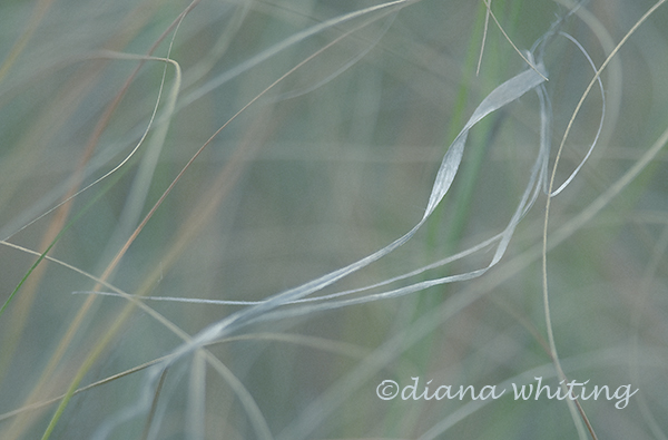 Dancing Grass