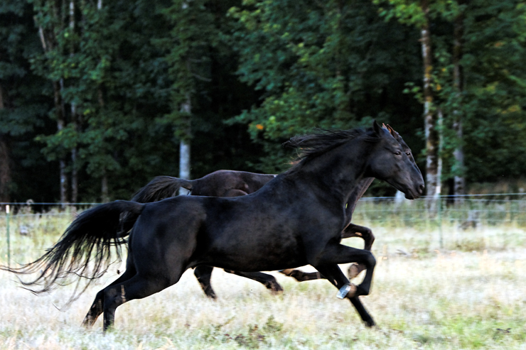 Max and Midnight.  It's a horse race!