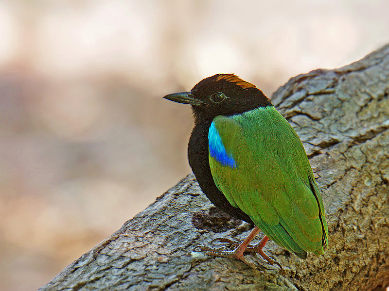 Rainbow Pitta